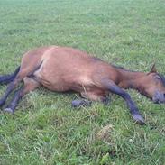 Dartmoor Disgo Ronda