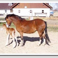 Welsh Pony (sec B) hip hop