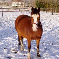 Welsh Pony (sec B) hip hop