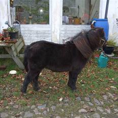 Shetlænder Molly *SOLGT*