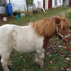 Shetlænder Viktor *SOLGT*