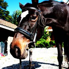 Dansk Varmblod Nicoline <3 - SOLGT