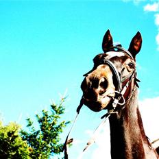 Dansk Varmblod Nicoline <3 - SOLGT