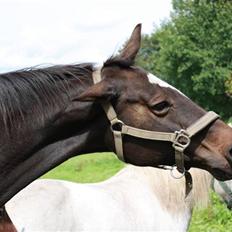 Dansk Varmblod Nicoline <3 - SOLGT