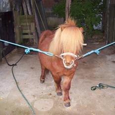 Miniature Teodor *solgt 25/4-2009*