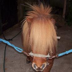 Miniature Teodor *solgt 25/4-2009*