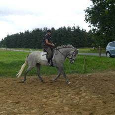 Dansk Varmblod Filuca