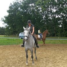 Dansk Varmblod Filuca