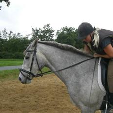 Dansk Varmblod Filuca