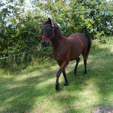 Anden særlig race Merci ( ejer: jacqueline)