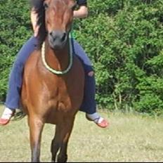 Anden særlig race Merci ( ejer: jacqueline)