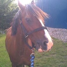 Welsh Pony (sec B) Velved