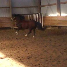 Welsh Pony (sec B) Velved