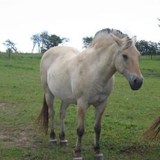 Fjordhest Luci (Morfars)