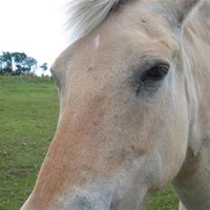 Fjordhest Luci (Morfars)