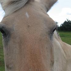 Fjordhest Luci (Morfars)