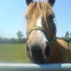 Anden særlig race * Creamy - Gammel part.