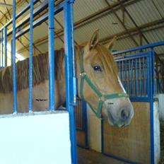 Anden særlig race * Creamy - Gammel part.