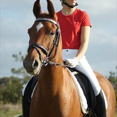 Hollandsk Sportspony Carina *70% arabisk blod*