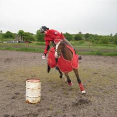 Anden særlig race Paloma Picasso [SOLGT]