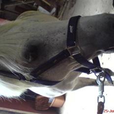 Welsh Mountain (sec A) Cherie
