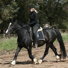 Irish Cob Royal Irish Boots *RIP*