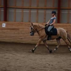 Anden særlig race Just hugo Forever 