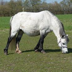 Welsh Mountain (sec A) Christoft Troika