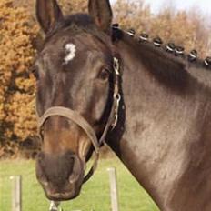 Anden særlig race Platinico