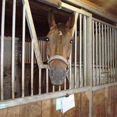 Anden særlig race Platinico