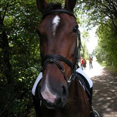 Anden særlig race Aicha