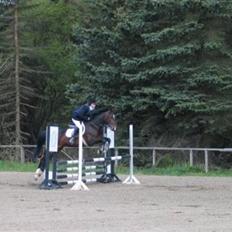 Anden særlig race Aicha