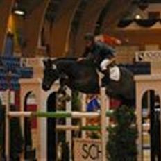 Belgisk Sportspony Slingo Choice