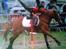 Hollandsk Sportspony Roxanne(Foxy Roxy)solgt - =) VM 07