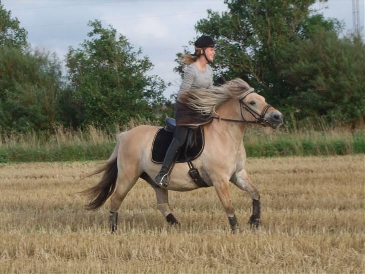 Fjordhest Picasso af Fjordlund (: . - fuld fart over feltet! ö på stubmarken. d. 25. august! foto: bedsteveninden (LLL) billede 6