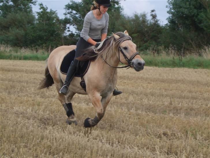 Fjordhest Picasso af Fjordlund (: . - fuld fart over feltet! ö på stubmarken. d. 25. august! foto: bedsteveninden (LLL) billede 7