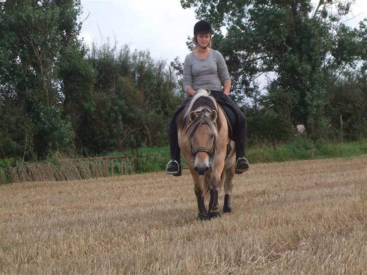 Fjordhest Picasso af Fjordlund (: . - det er nu også hårdt ö på stubmarken. d. 25. august! foto: bedsteveninden (LLL) billede 8