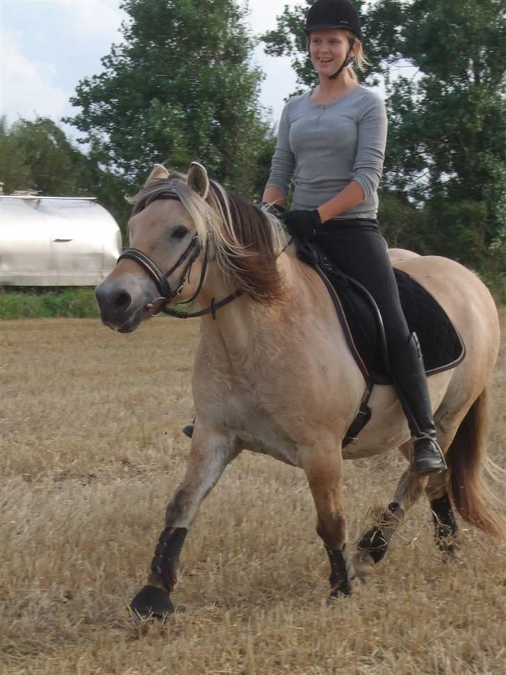 Fjordhest Picasso af Fjordlund (: . - hot eller bare hot? ö på stubmarken. d. 25. august. foto: bedsteveninden (LLL) billede 9