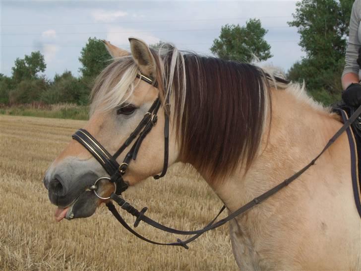 Fjordhest Picasso af Fjordlund (: . - hovedbillede. på stubmarken. d. 25. august. foto: bedsteveninden (LLL) billede 10