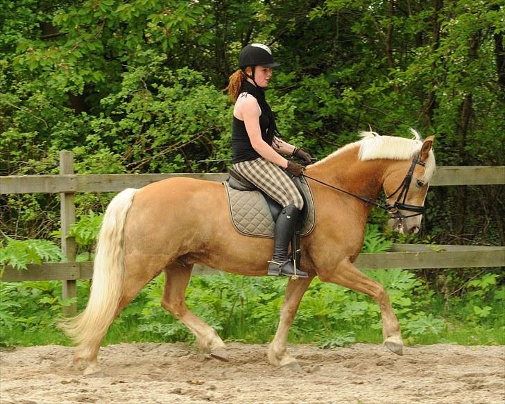 Tyroler Haflinger Ørnhøj Waldorf R.I.P.  - træning maj 2010 billede 20