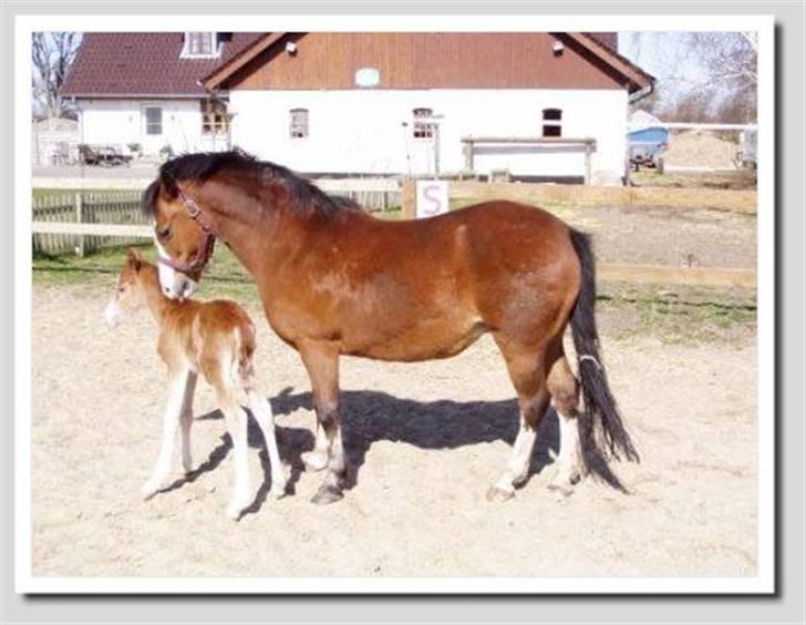 Welsh Pony (sec B) hip hop - Her  er Hip hop med sit føl Pegasus han er 1 dag gammel billede 1