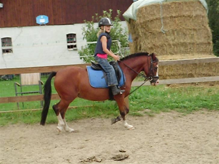 Welsh Pony (sec B) hip hop billede 6