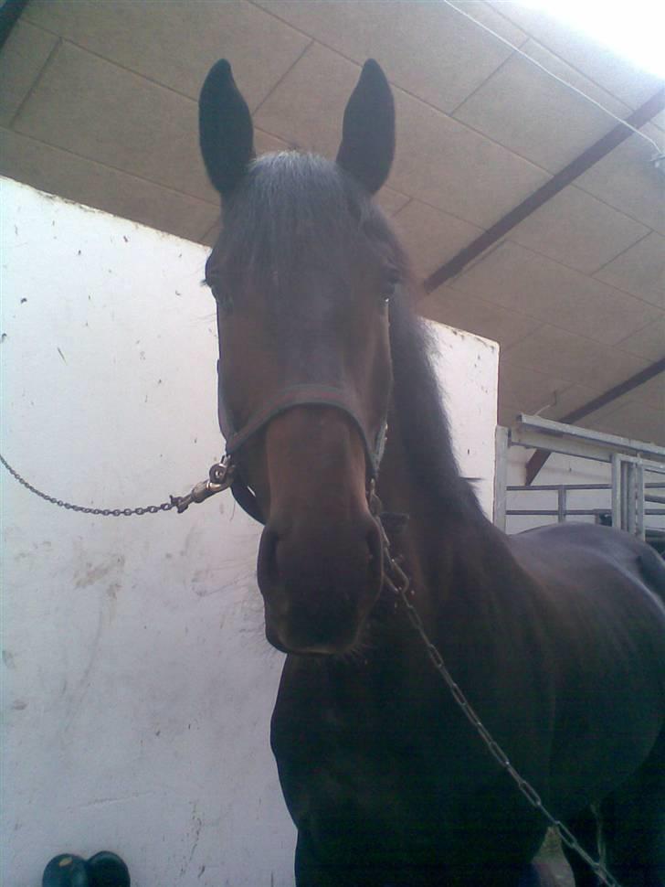 Dansk Varmblod Coronopus (DØD) - Min smukke Connie Conrad Coronopus :) billede 1