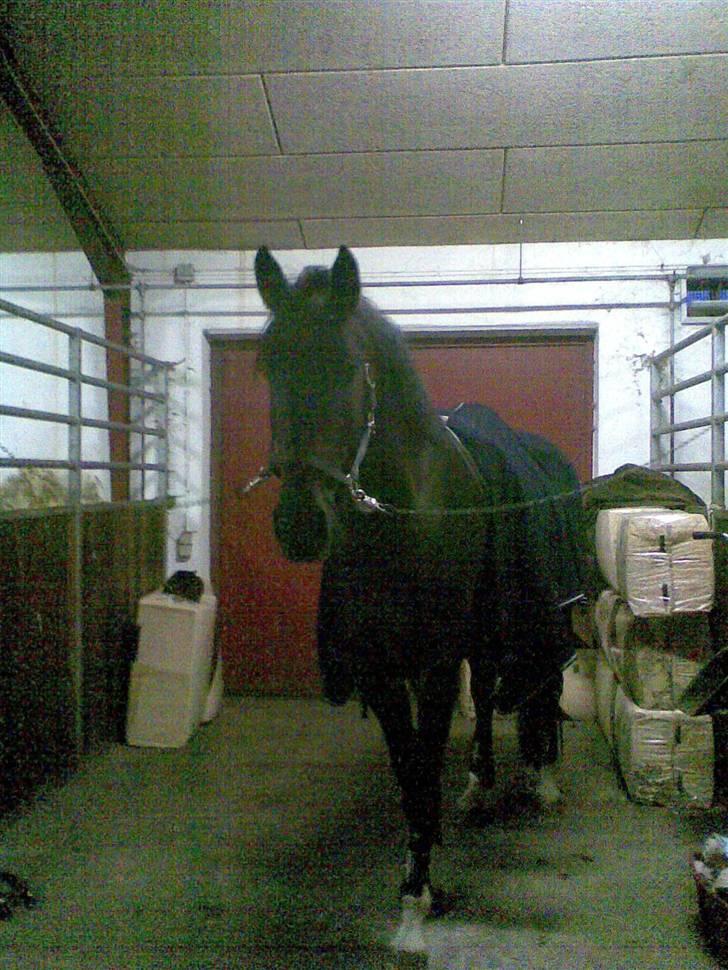 Dansk Varmblod Coronopus (DØD) - Connie <3 billede 2