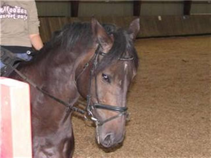 Dansk Varmblod Coronopus (DØD) - Connie til træning :) billede 3