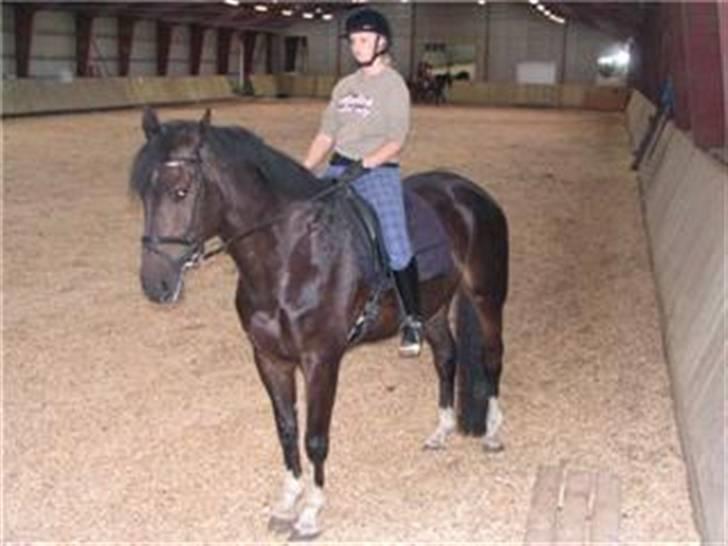Dansk Varmblod Coronopus (DØD) - Connie til træning igen :) billede 4