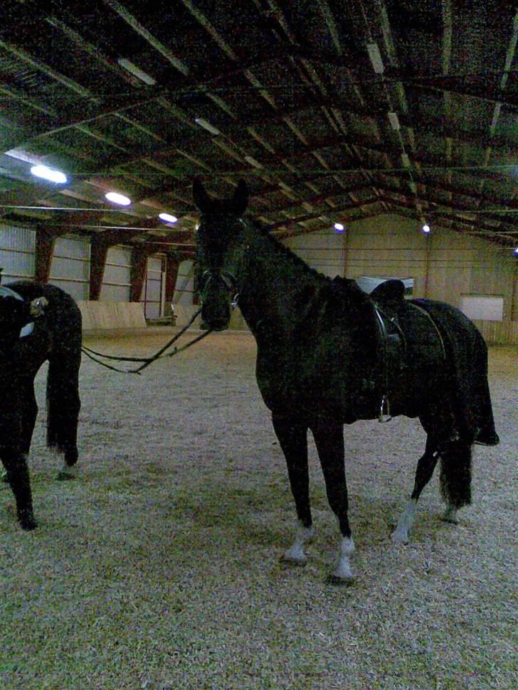Dansk Varmblod Coronopus (DØD) - Connie efter træning til opvisning :) billede 7