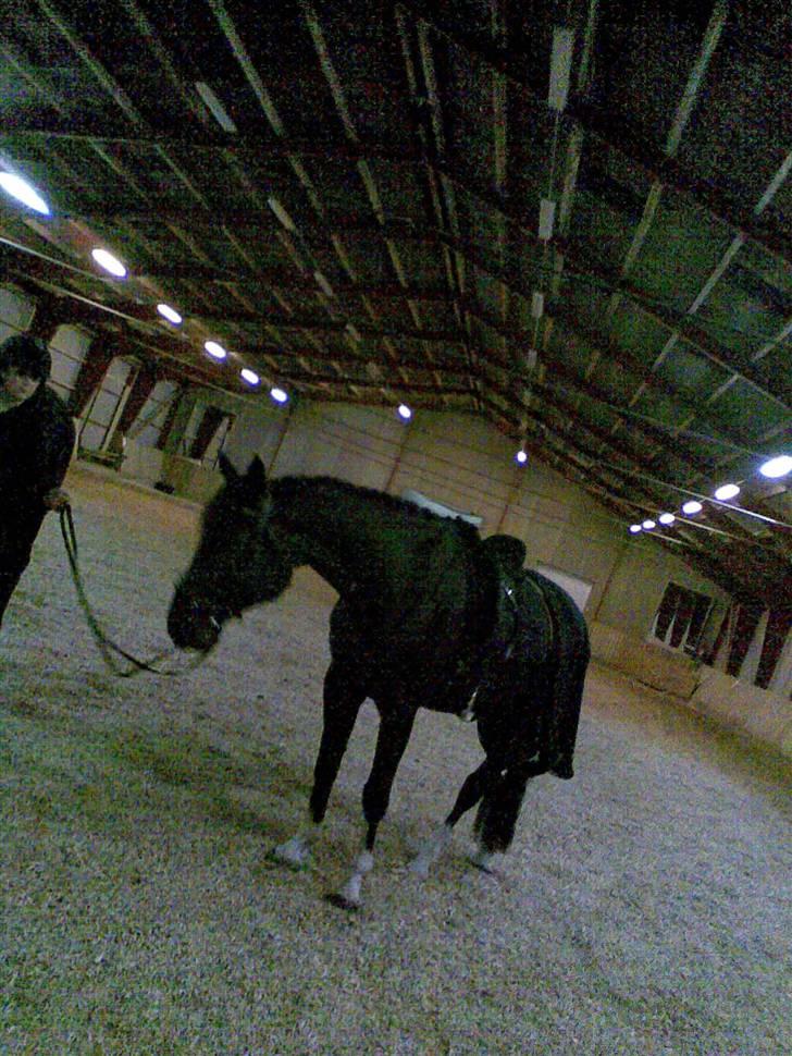 Dansk Varmblod Coronopus (DØD) - Connie efter træning igen, træt ;b billede 8