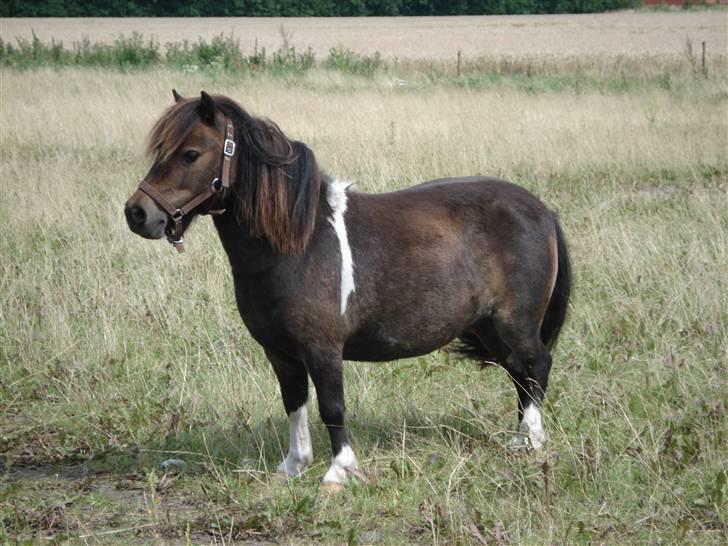 Shetlænder Stjernens Mini-Adore billede 7