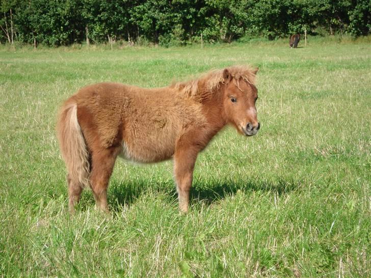 Shetlænder Østervangs Maggie M. billede 11